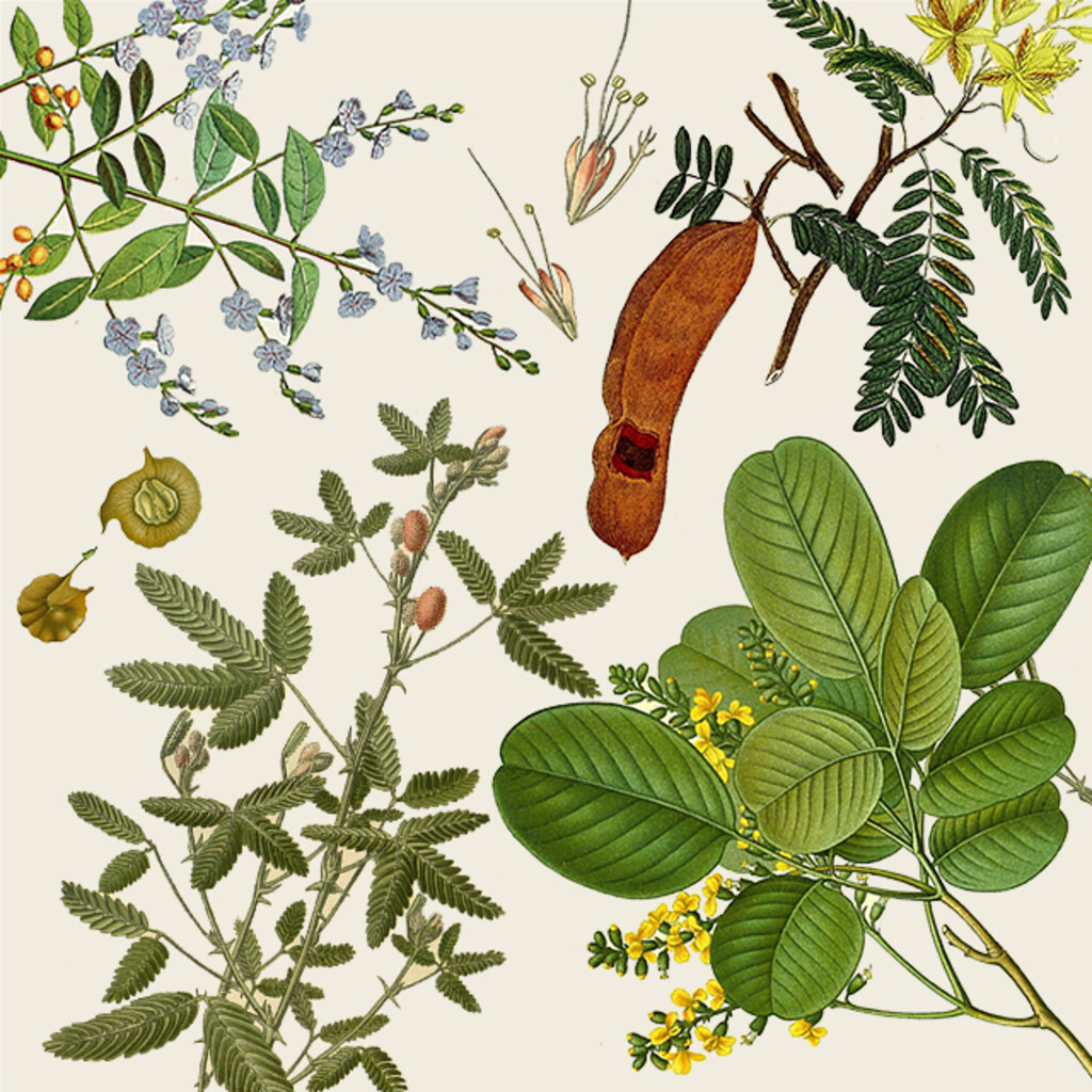 Miniature of Non-Flowering Plants