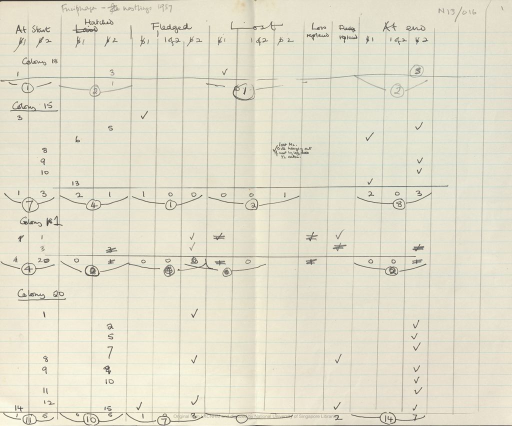 Miniature of Fieldnotes: breeding records at Niah Caves: fuciphaga nestlings 1957