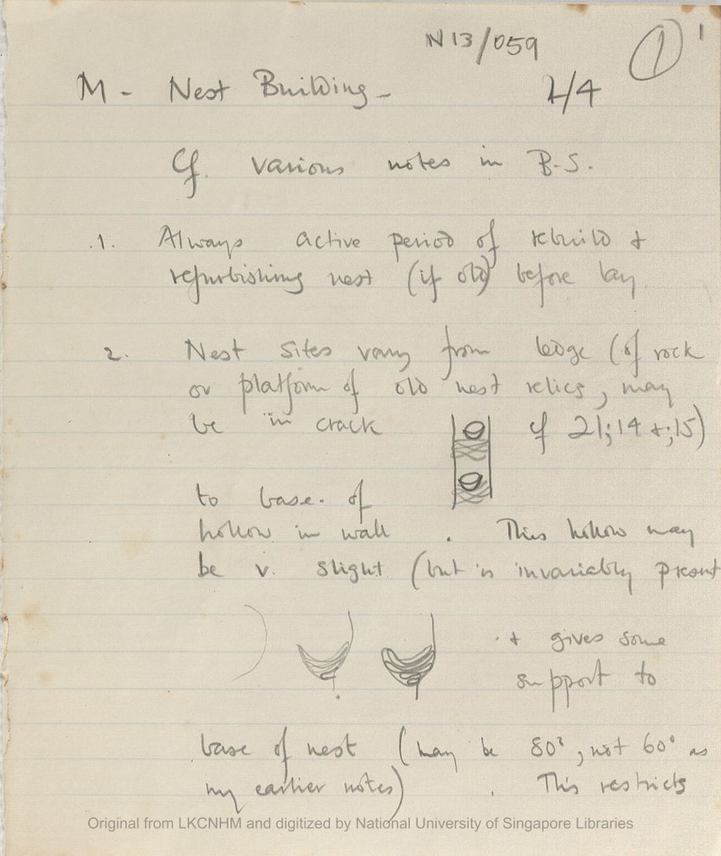 Miniature of Fieldnotes: breeding records at Niah Caves: M: nest building