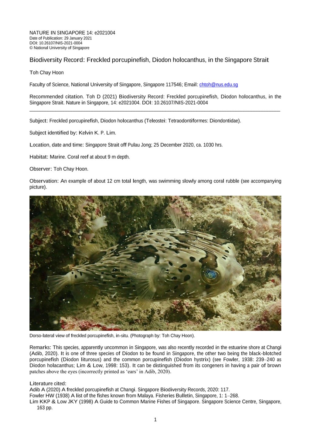 Miniature of Biodiversity record: freckled porcupinefish, Diodon holocanthus, in the Singapore Straits