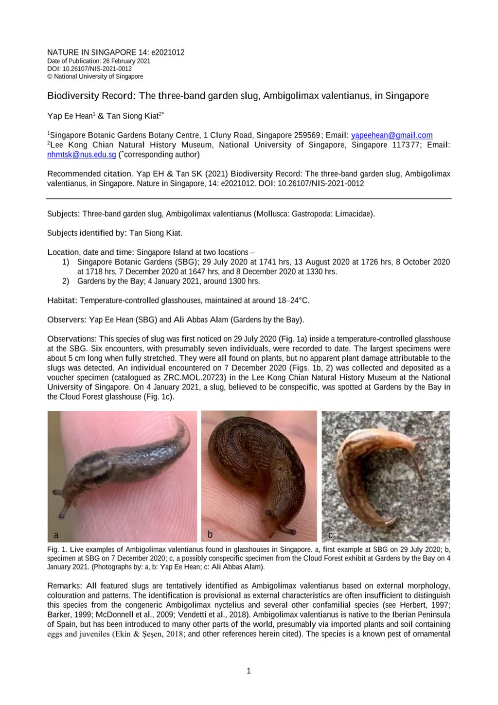 Miniature of Biodiversity record: the three-band garden slug, Ambigolimax valentianus, in Singapore