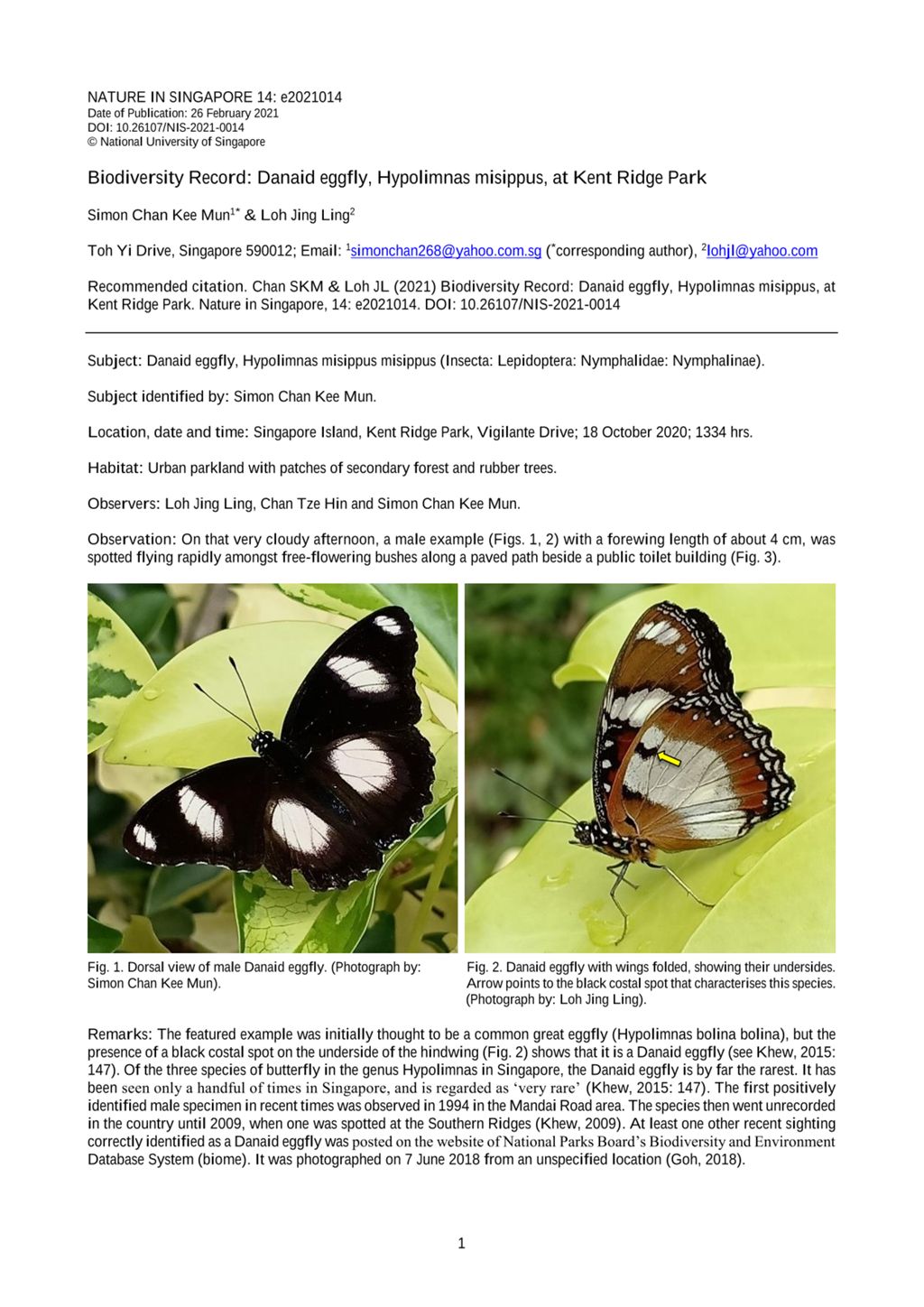 Miniature of Biodiversity record: Danaid eggfly, Hypolimnas misippus, at Kent Ridge Park