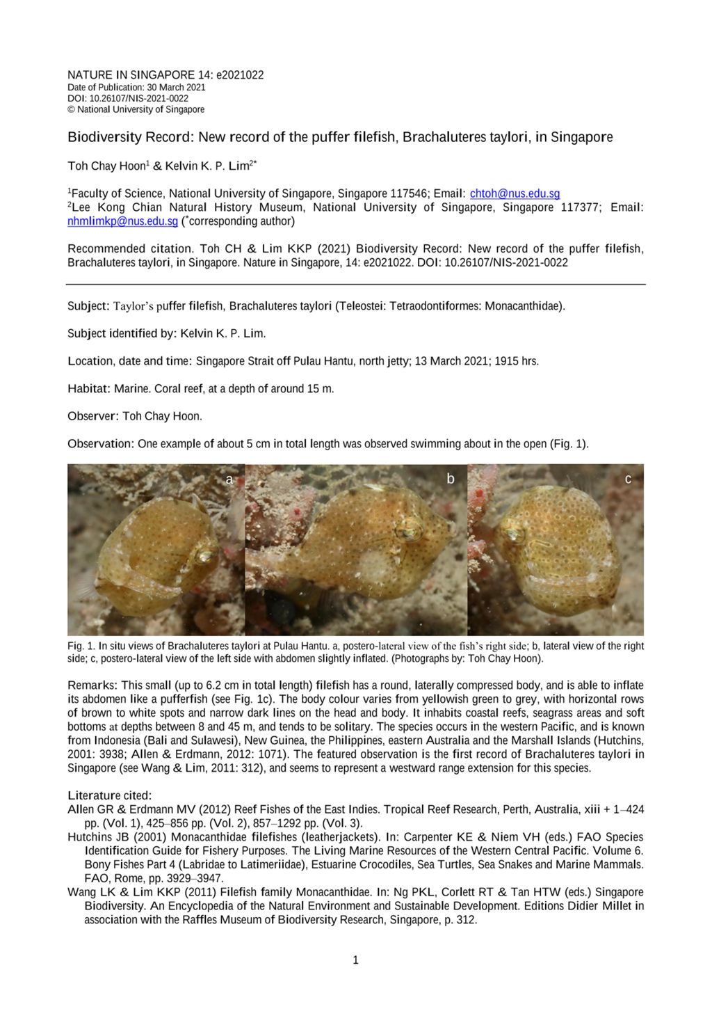 Miniature of Biodiversity record: new record of the puffer filefish, Brachaluteres taylori, in Singapore