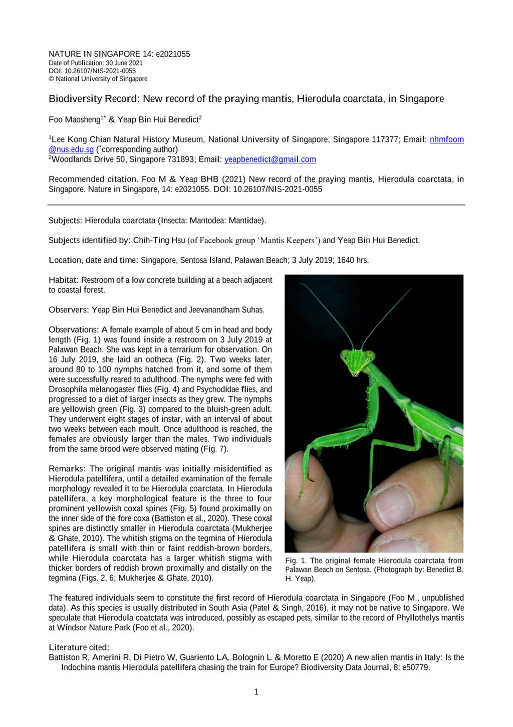 Miniature of Biodiversity record: new record of the praying mantis, Hierodula coarctata, in Singapore