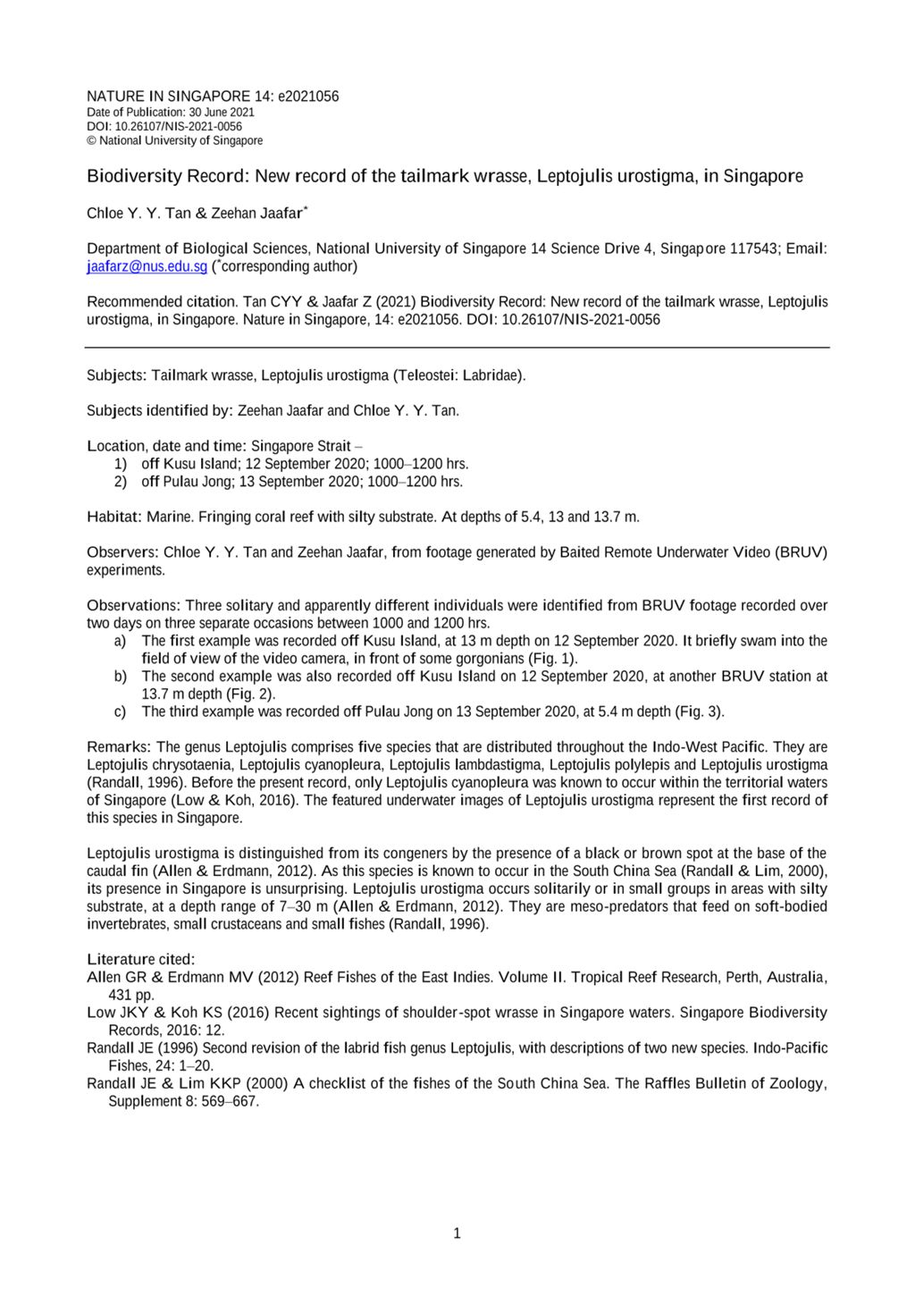 Miniature of Biodiversity record: new record of the tailmark wrasse, Leptojulis urostigma, in Singapore