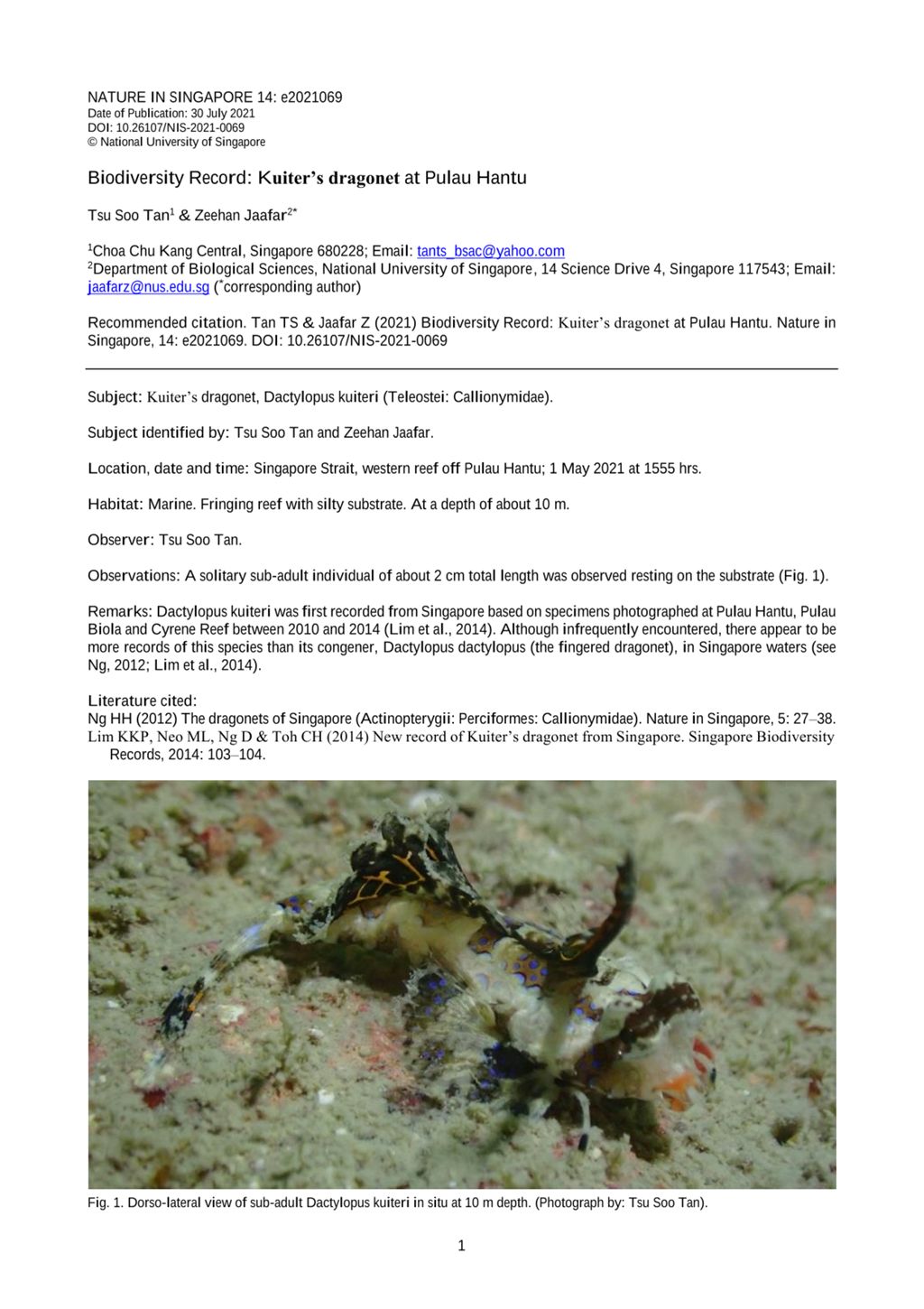 Miniature of Biodiversity record: Kuiter’s dragonet at Pulau Hantu