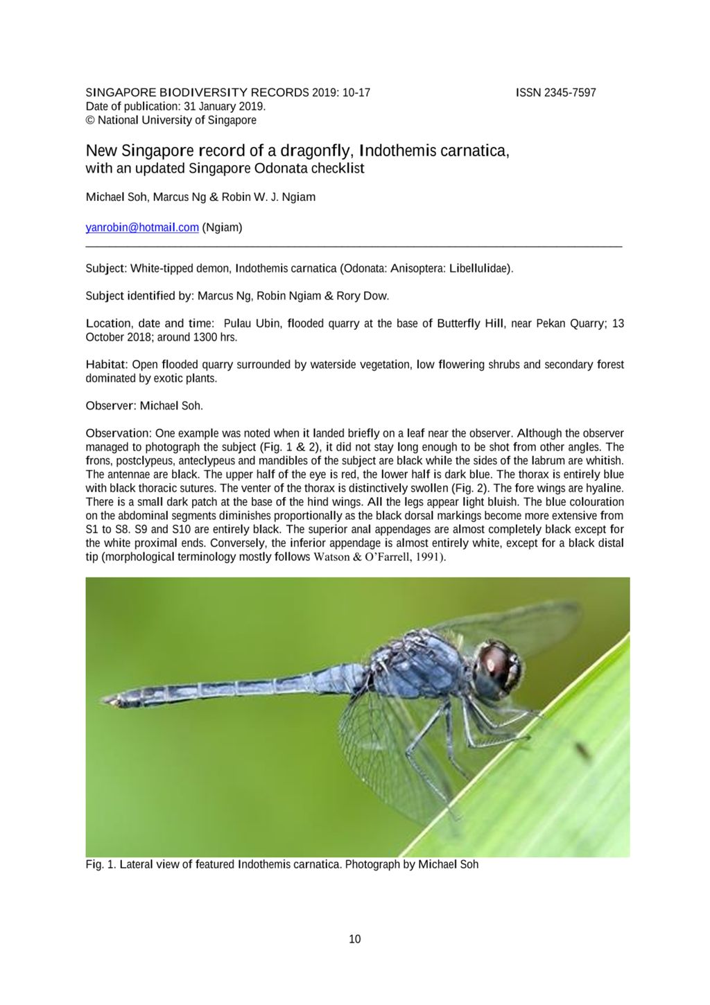 Miniature of New Singapore record of a dragonfly, Indothemis carnatica, with an updated Singapore Odonata checklist