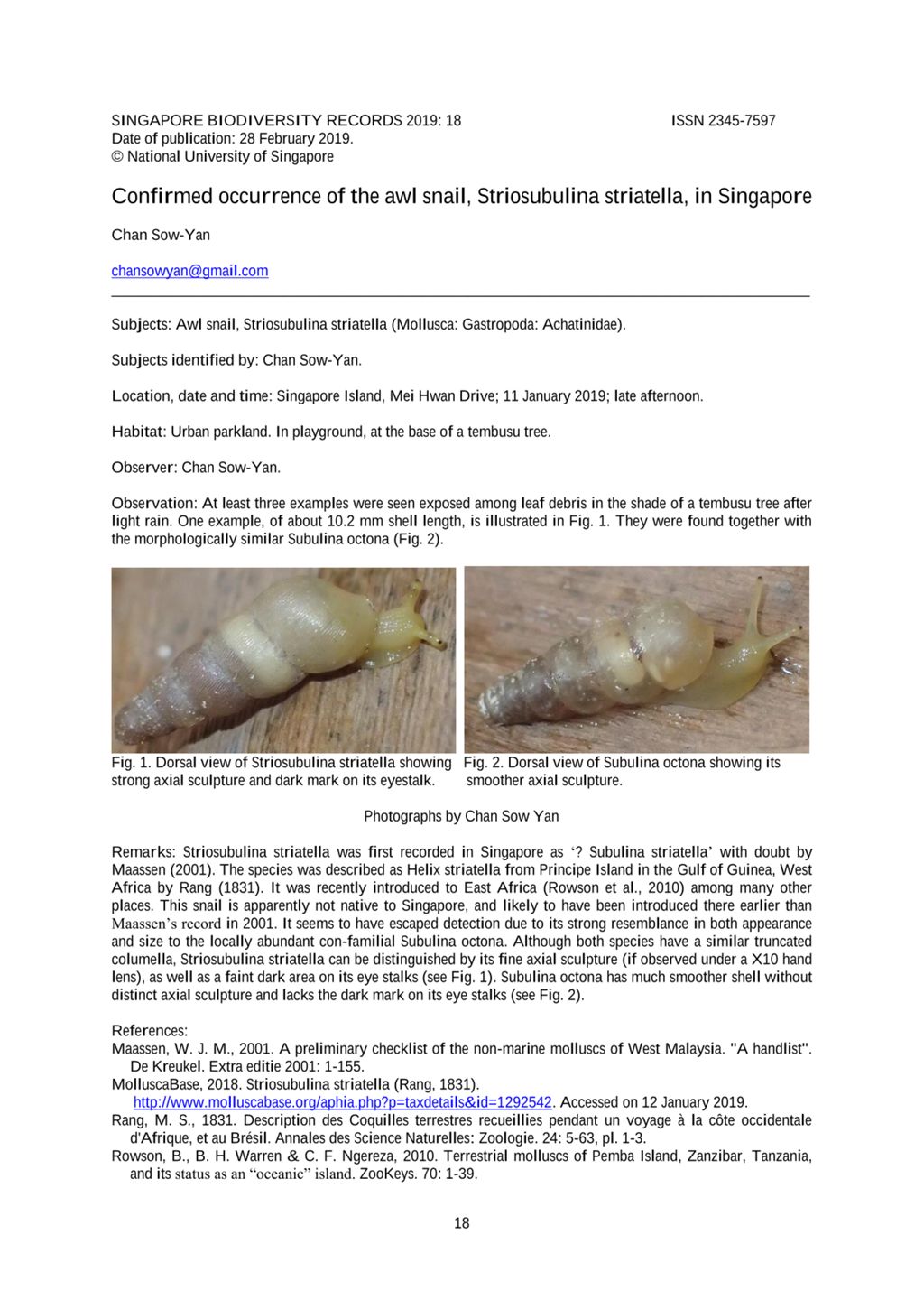 Miniature of Confirmed occurrence of the awl snail, Striosubulina striatella, in Singapore