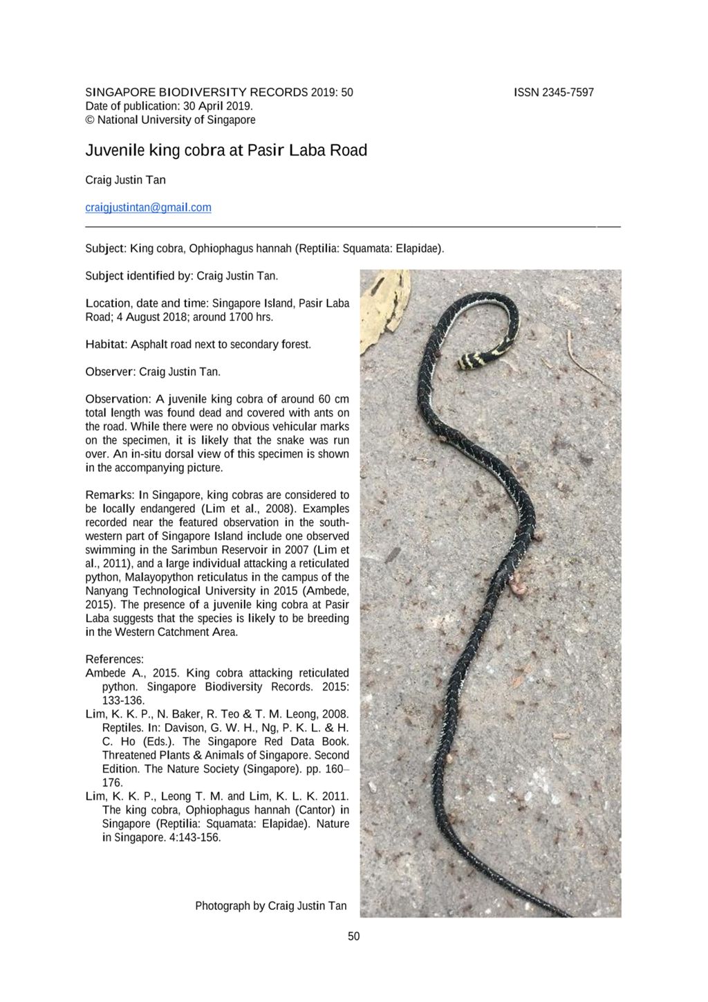 Miniature of Juvenile king cobra at Pasir Laba Road