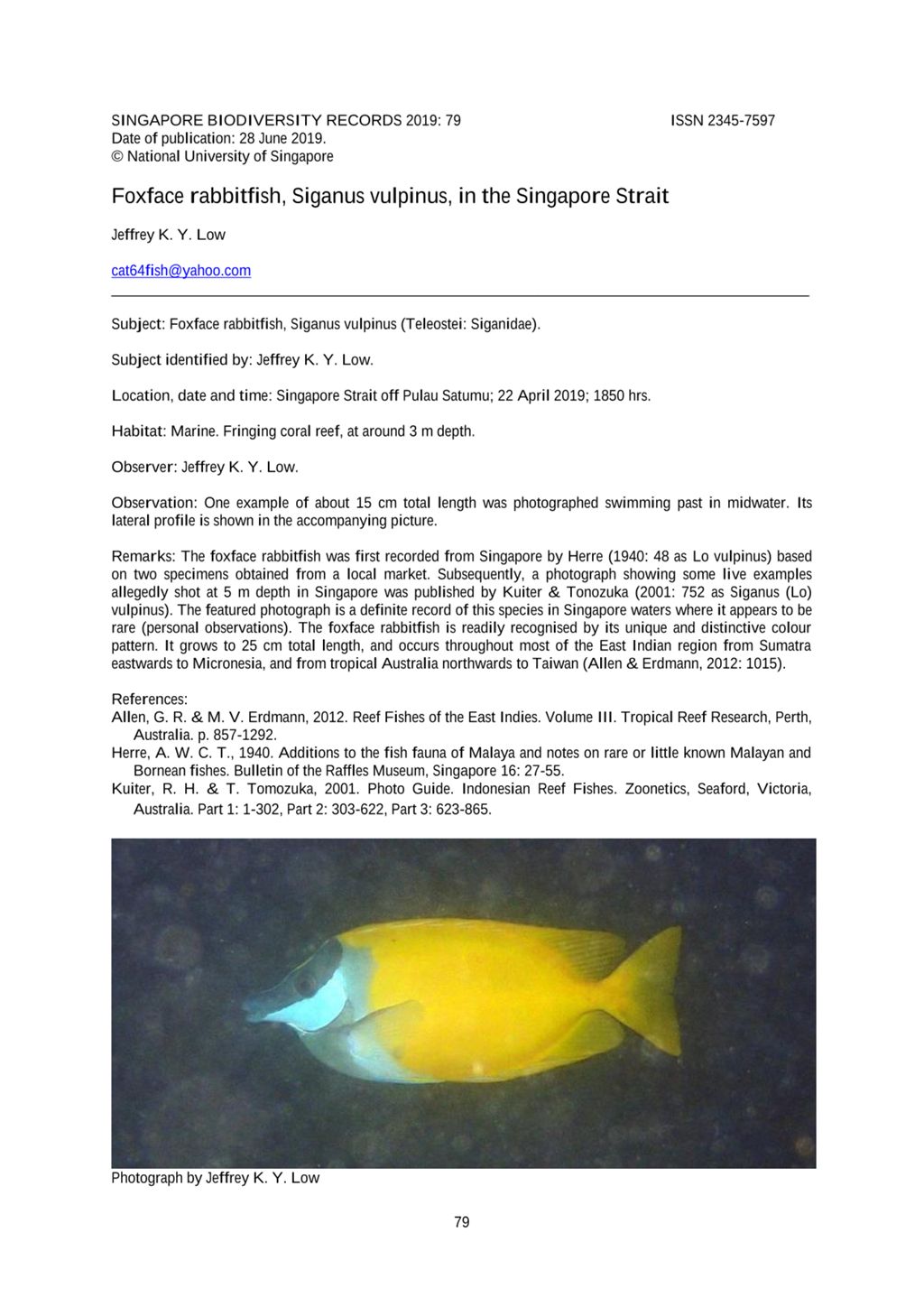 Miniature of Foxface rabbitfish, Siganus vulpinus, in the Singapore Strait