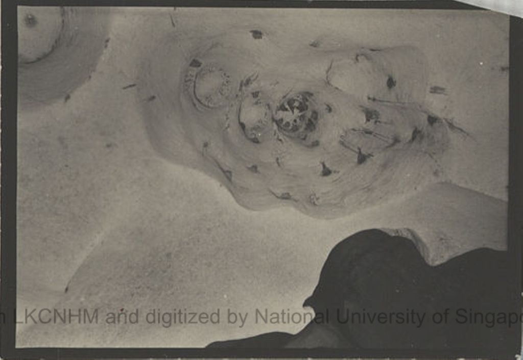 Miniature of Marked nests at site 23 "chimney" holes under 24hr observation at Niah Cave, 1957: from deck chair view: photo 3