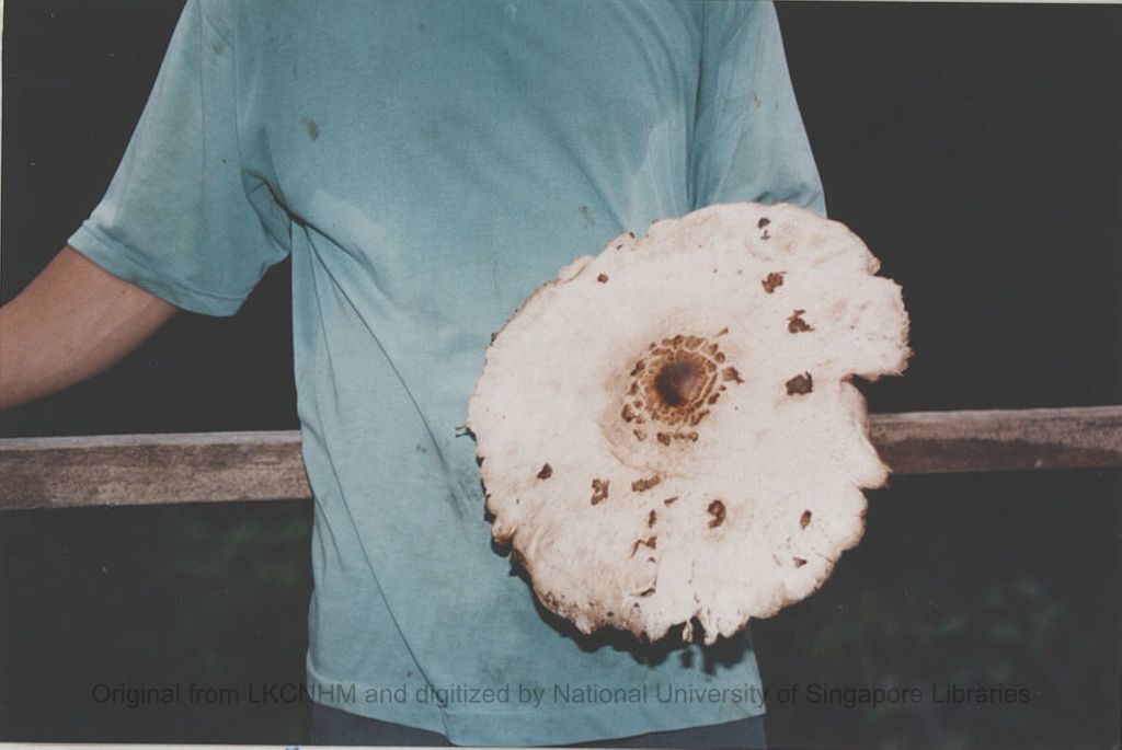 Miniature of Usong holding a giant mushroom: 13 inches diameter