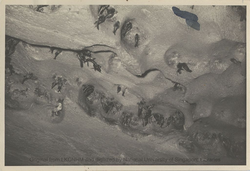 Miniature of Swiftlets and nests in Niah Cave: photo 2