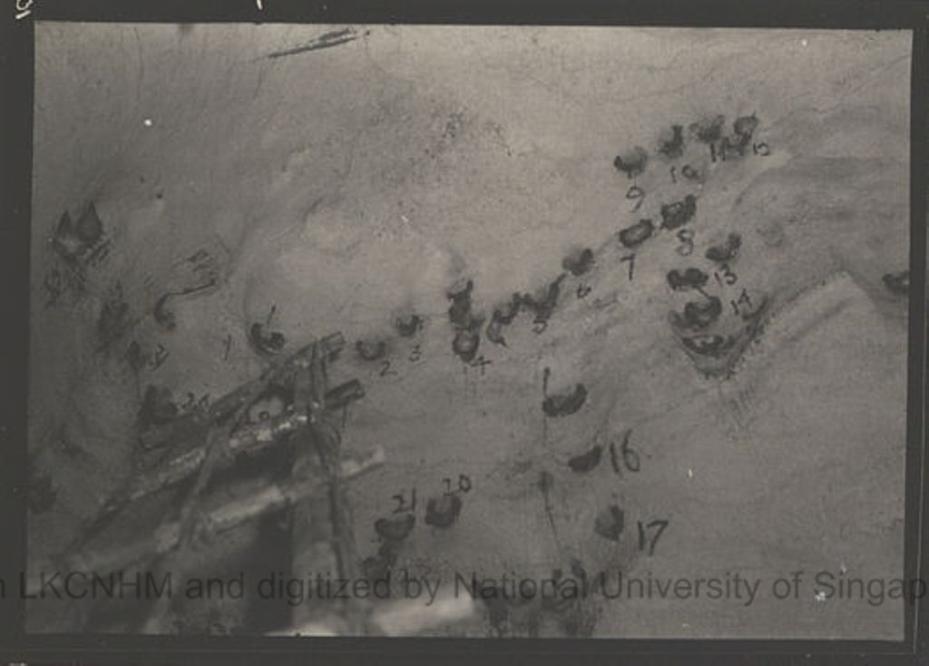 Miniature of Swiftlets and nests in Niah Cave: shot no. 10: Gua Balan: site 15: ladder top