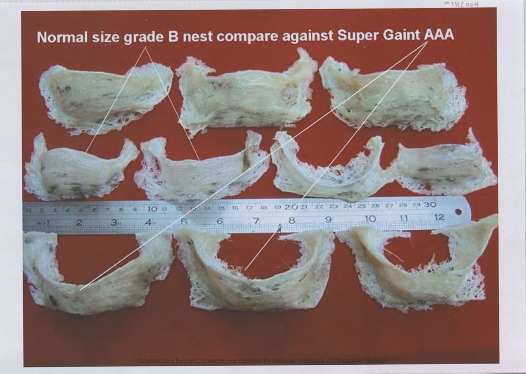 Miniature of Image of normal size grade B edible bird nests compared against super giant AAA nests with ruler