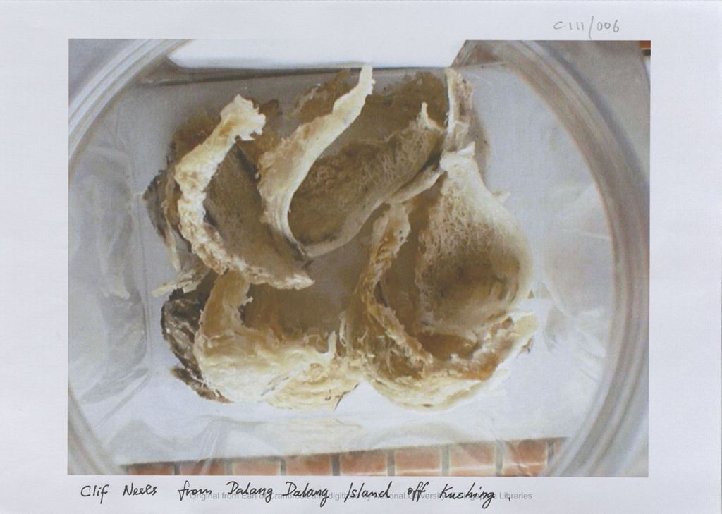 Miniature of Image of edible bird nests that are cliff nests from Dalang Island off Kuching