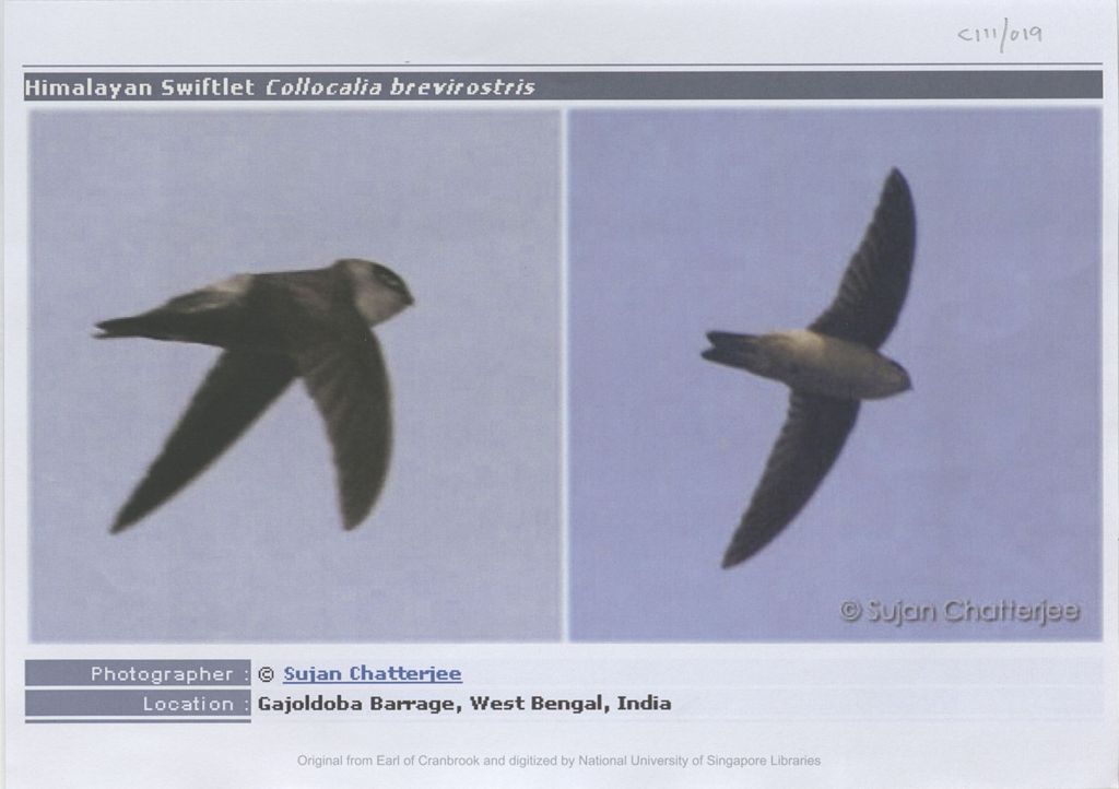 Miniature of Image of two Himalayan swiftlet Collocalia brevirostris: location: Gajoldoba Barrage, West Bengal, India