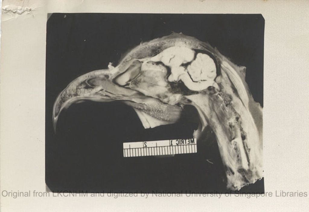 Miniature of Sagittal section of head of Steatornis caripensis 1X [see also \Notes and diagram on Steatornis caripensis\"]"