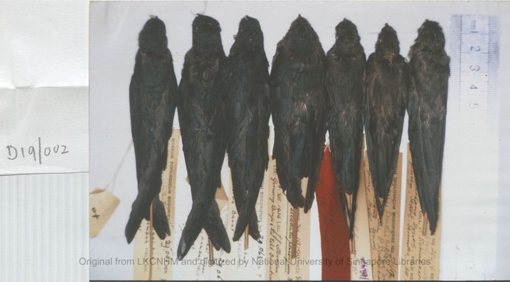 Miniature of Photo of seven swiftlets with tags and ruler