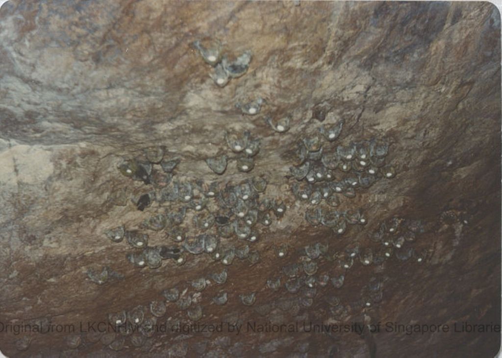 Miniature of Grey swiftlets and nests and eggs from Tully Gorge, Queensland, Australia: photo 1