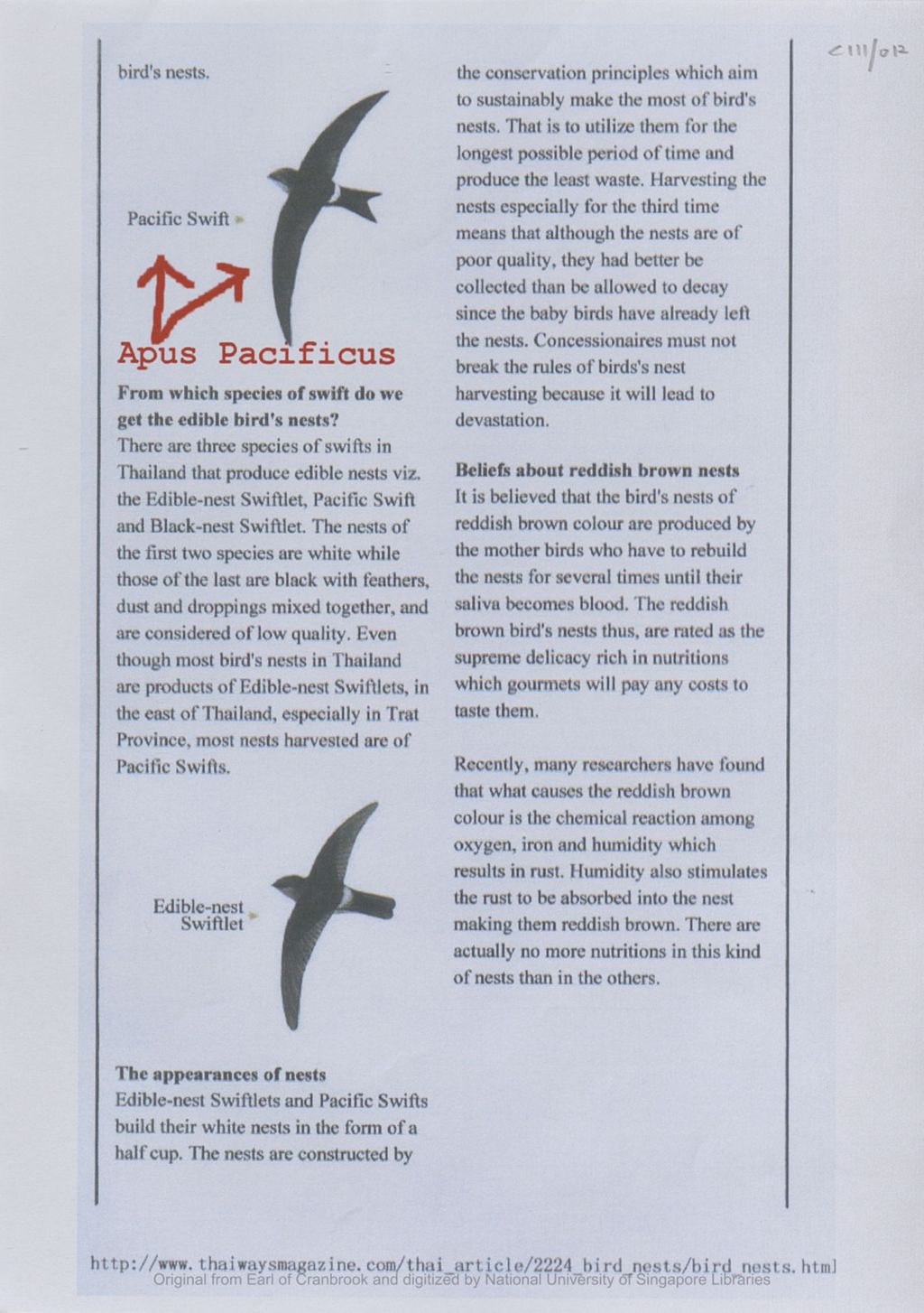 Miniature of Image of web page with write-up on swiftlets that produce edible bird nests and reddish brown nests