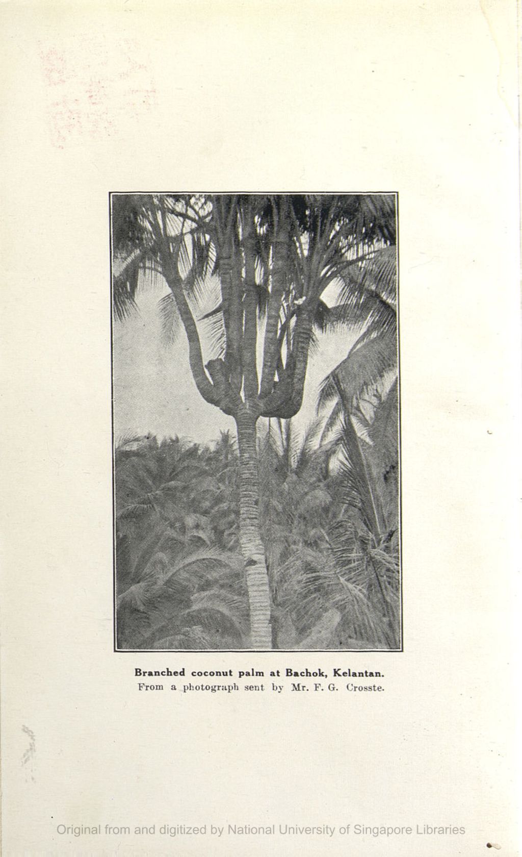 Miniature of The Fertility of Branched Coconut Palms