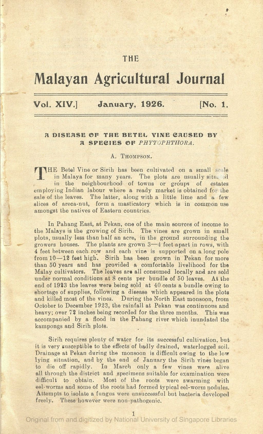 Miniature of A Disease of the Betel Vine Caused by a Species of Phytophthora