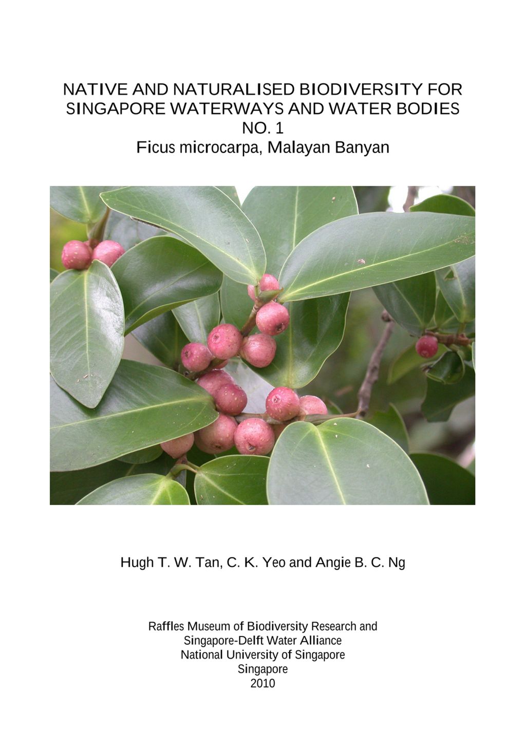 Miniature of Native and Naturalised Biodiversity for Singapore Waterways and Water Bodies. No. 1. Ficus microcarpa, Malayan Banyan